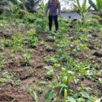 Polisi Sambangi Kebun Pekarangan Bergizi Mandiri di Desa Merbau